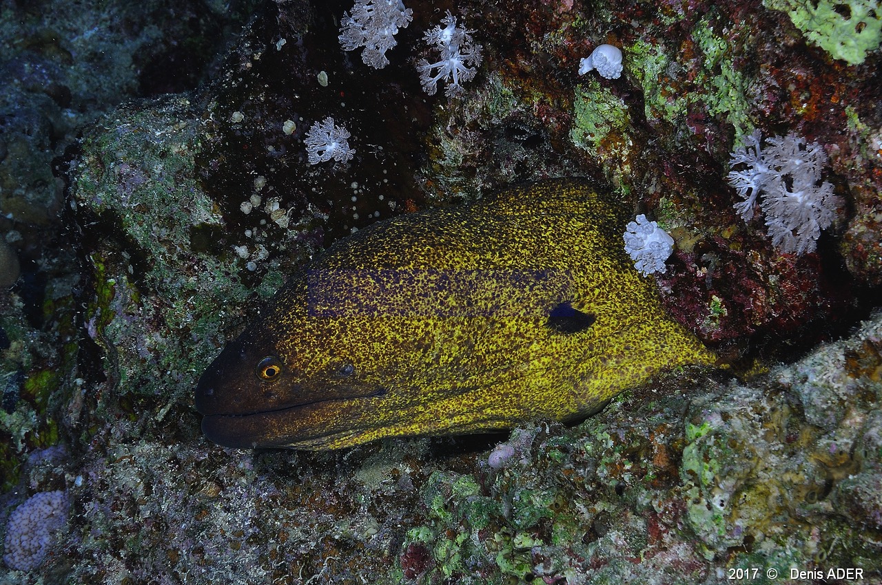Gymnothorax flavimarginatus Murene doree-Safaga Tobia harba-12m-20171121-Denis-ADER-DSC_3335_tn.jpg